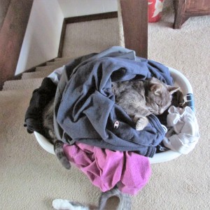 Warm Laundry