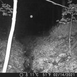 Deer Orb 2_Moment