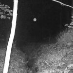 Deer Orb 2_Moment (2)